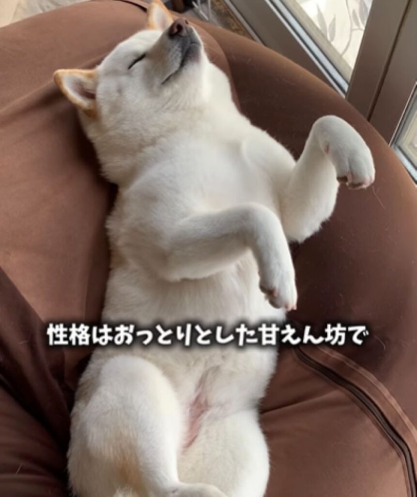 甘えん坊のはるちゃん（＠haru_haruchankoさんより提供）