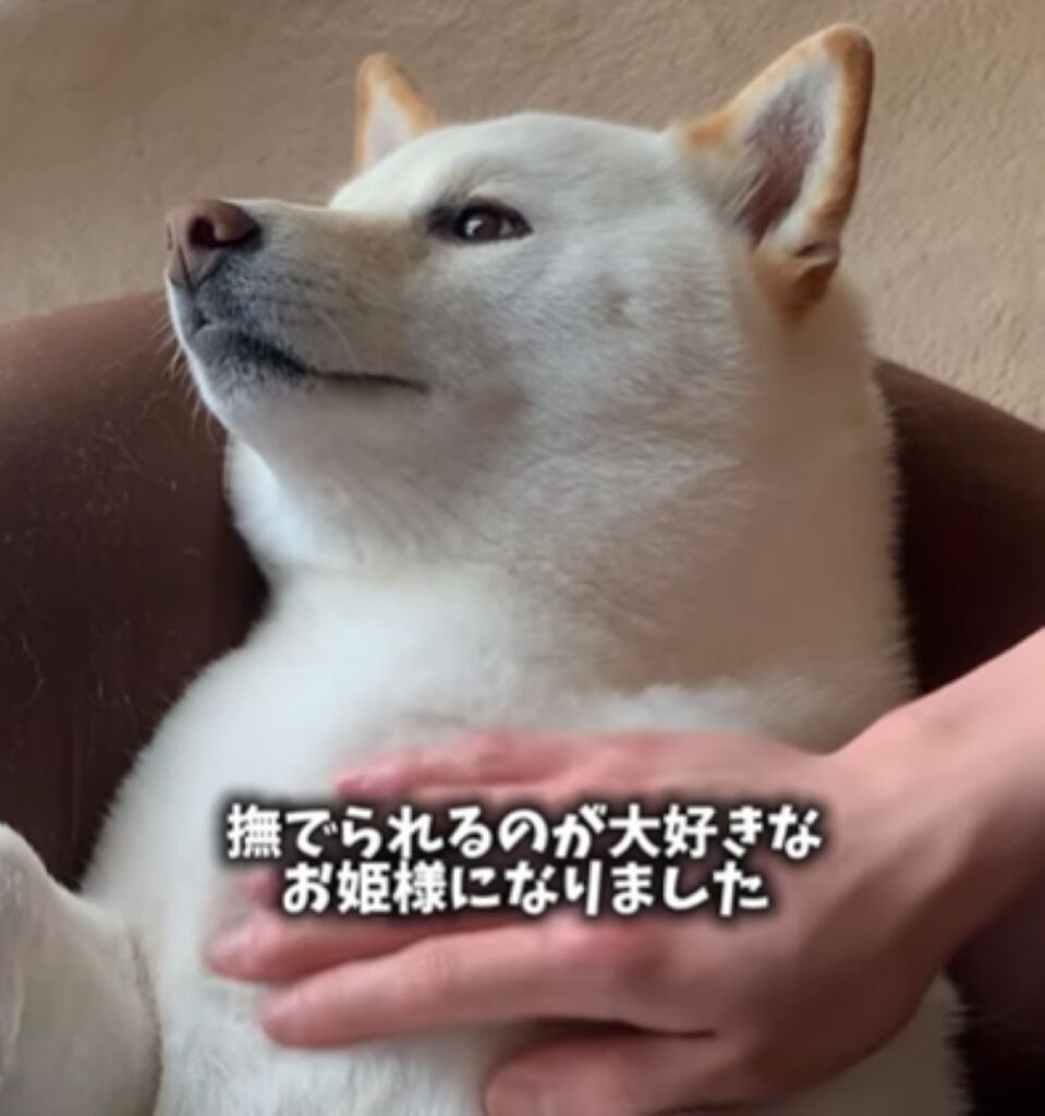 なでられることが大好きに（＠haru_haruchankoさんより提供）