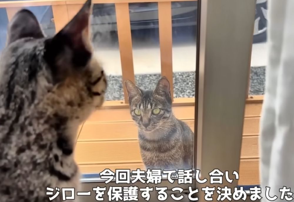 【実際の写真】初めて撫でられた猫の様子