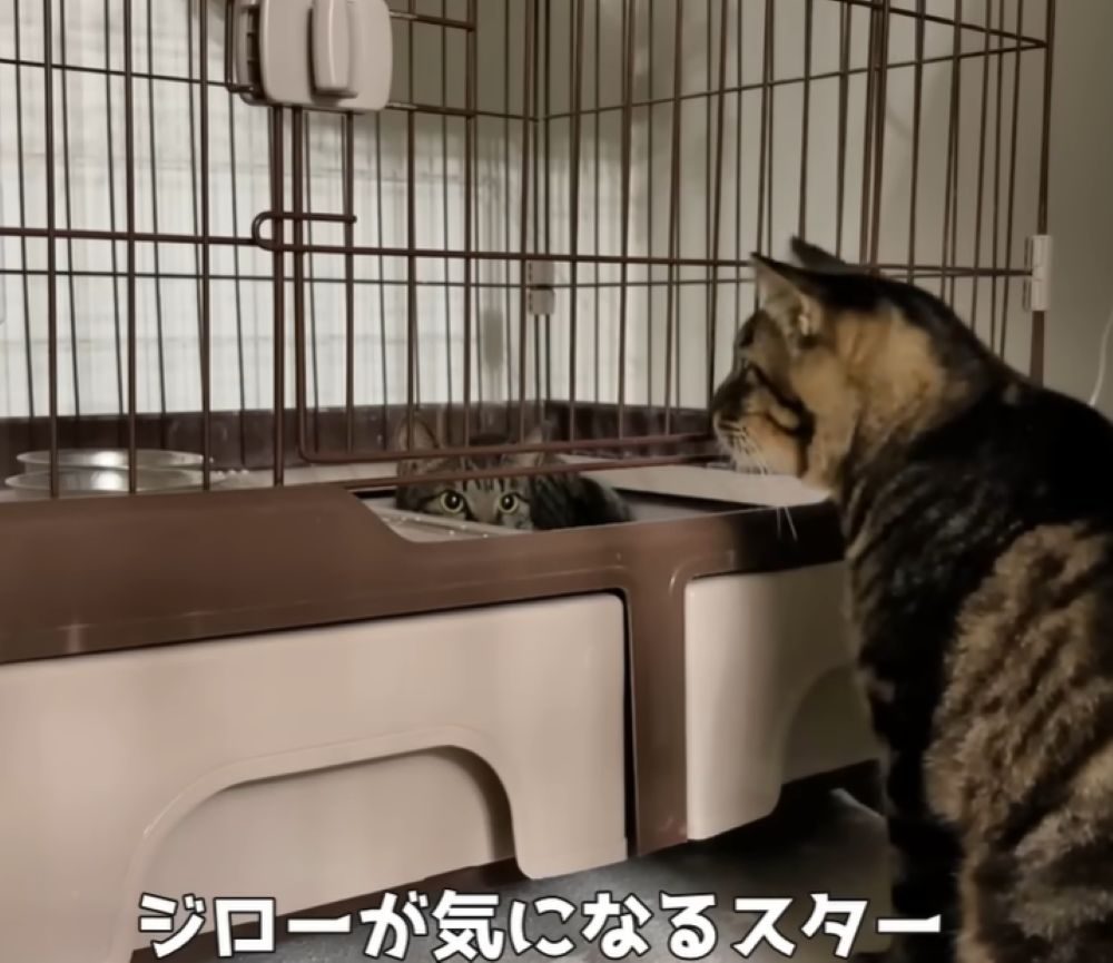 ジローくんを気にするスターくん（＠kawaii_mofumofuさんより提供）