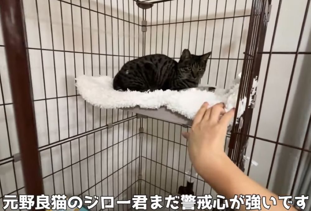 警戒心の強いジローくん（＠kawaii_mofumofuさんより提供）