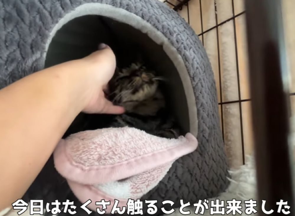 たくさん触れるように（＠kawaii_mofumofuさんより提供）