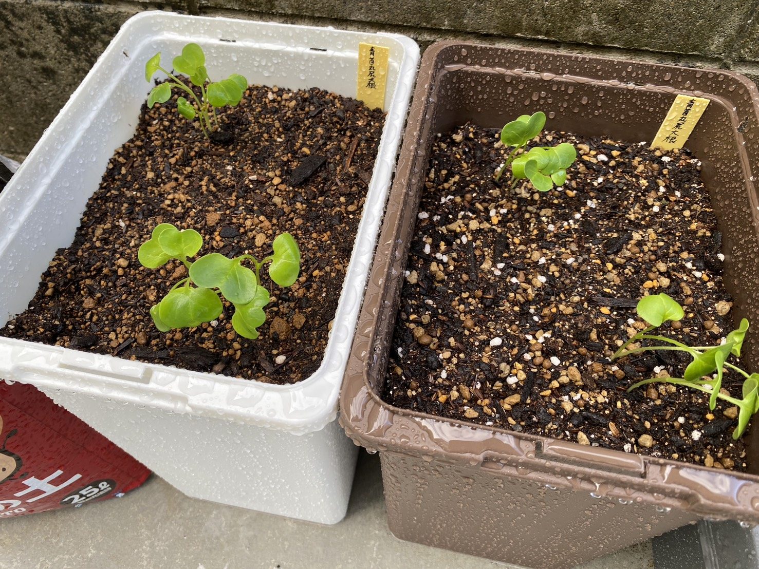 日当たりの悪いベランダで家庭菜園を始めた男性。しかし3ヶ月後、収穫されたまさかのモノに「ベランダで??」「こりゃあ、すげえ…」