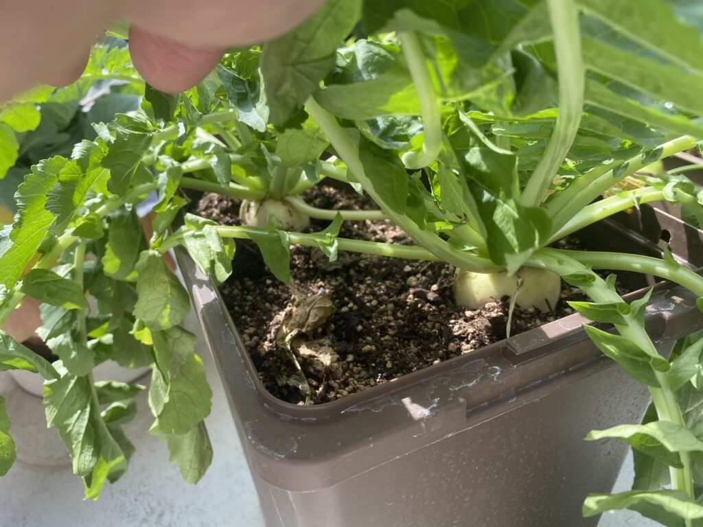 成長の様子（＠genkai_salaryman_farmさんより提供）