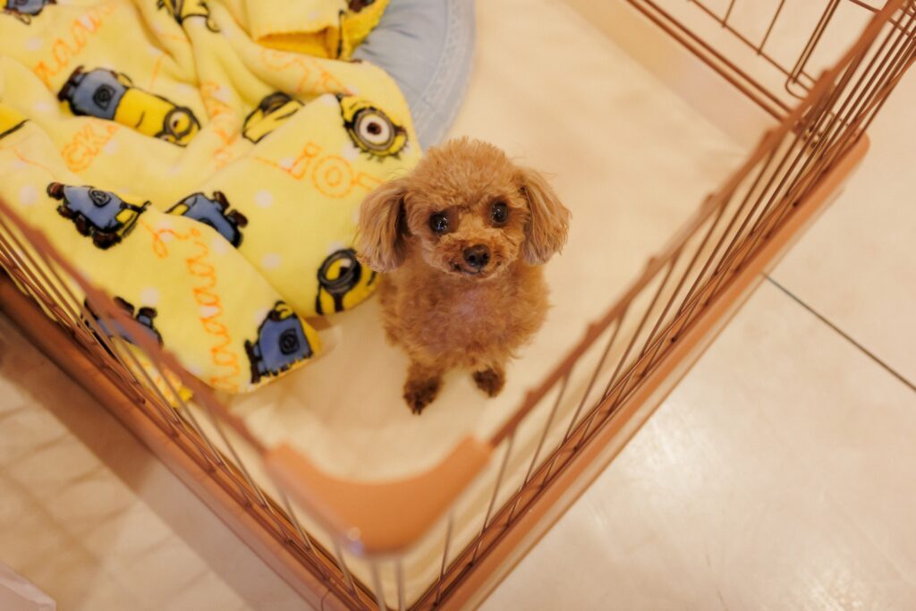 モカちゃん（＠nya__nanyaさんより提供）