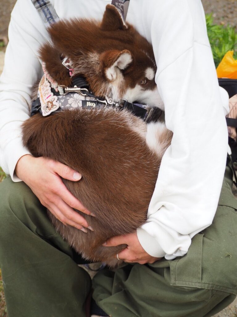 抱っこが大好き（@fukumaru_bunaさんより提供）