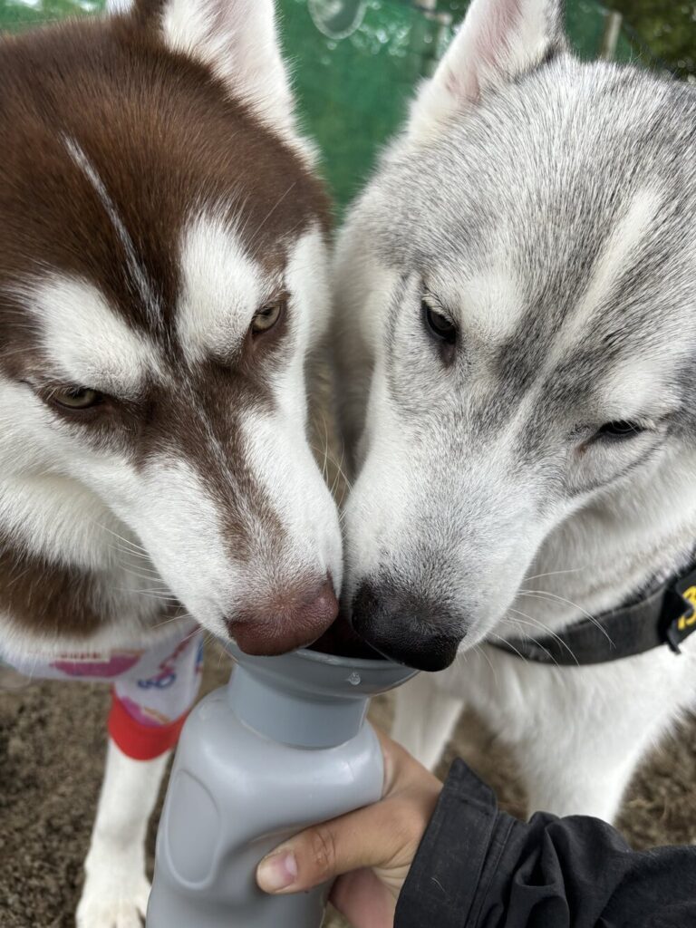 すっかり大きく（@fukumaru_bunaさんより提供）