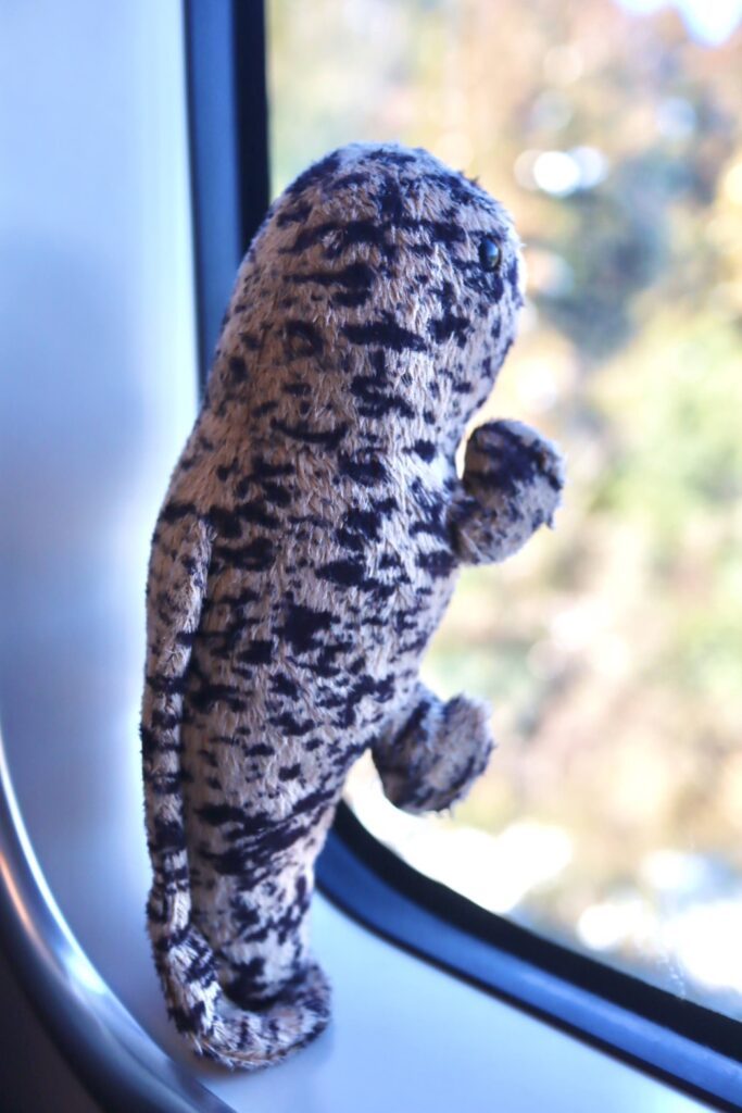 オオサンショウウオ（＠kobenibiyoriさんより提供）