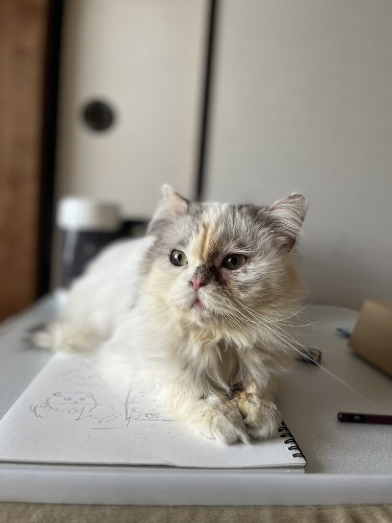 飼い主さん宅に来た頃①（@www_nekonoさんより提供）