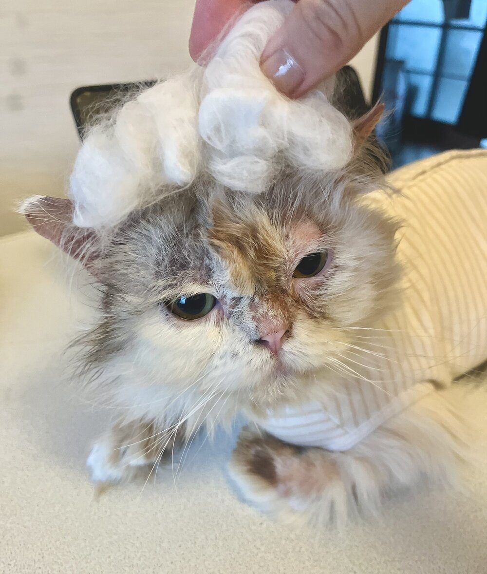 皮膚病で脚が弱った猫を保護。しかし3年後、獣医「なんだ、この子は!?」まさかの姿に「ギャップ萌え」笑った」