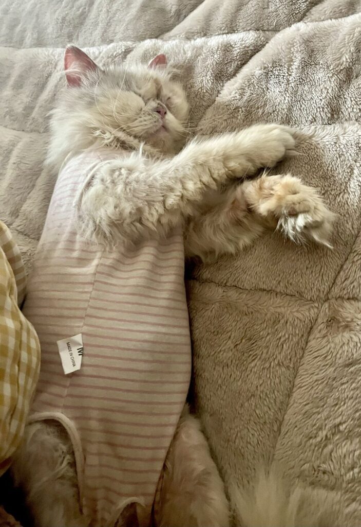 皮膚病がひどかったため服を着せていた（@www_nekonoさんより提供）