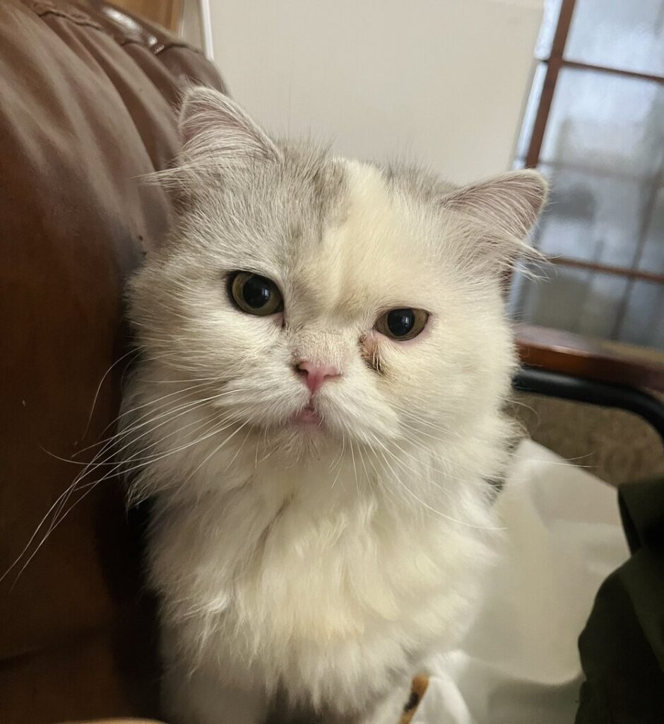 約1年後（@www_nekonoさんより提供）