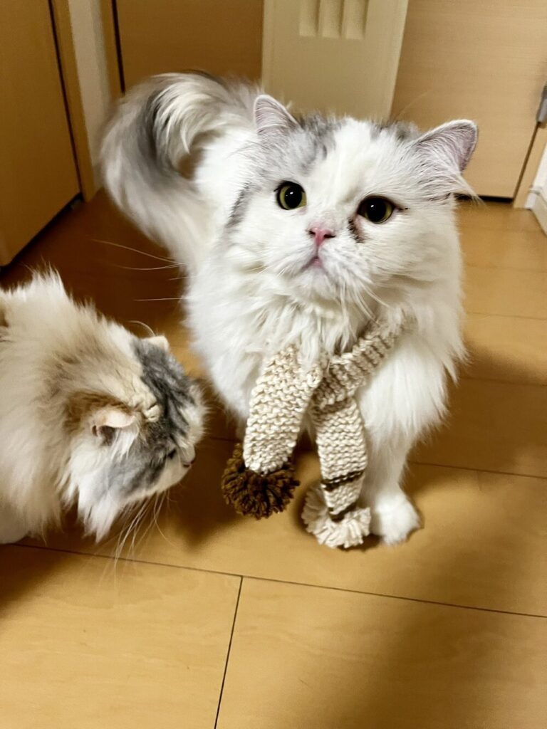 最近の様子②（@www_nekonoさんより提供）