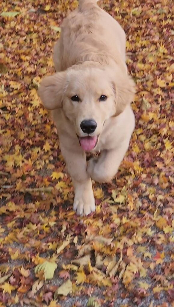 【実際の写真】怒られた直後の愛犬の様子