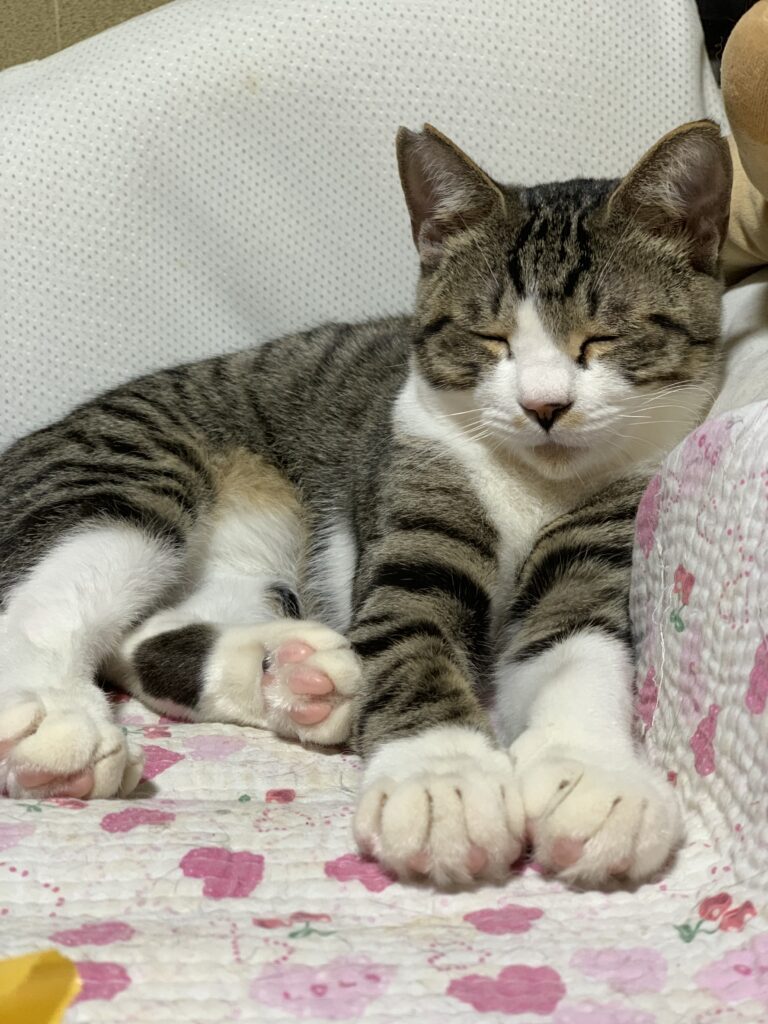 完全に目をつむっている（＠fujifujifuujiiさんより提供）