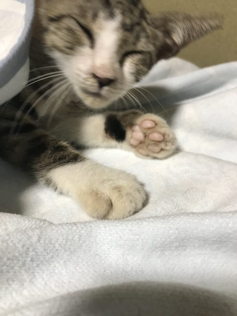 【実際の写真】現在の様子