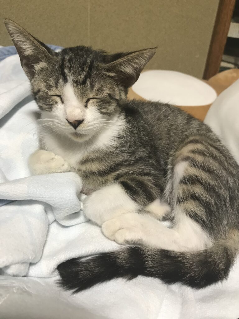 昔の写真①（＠fujifujifuujiiさんより提供）