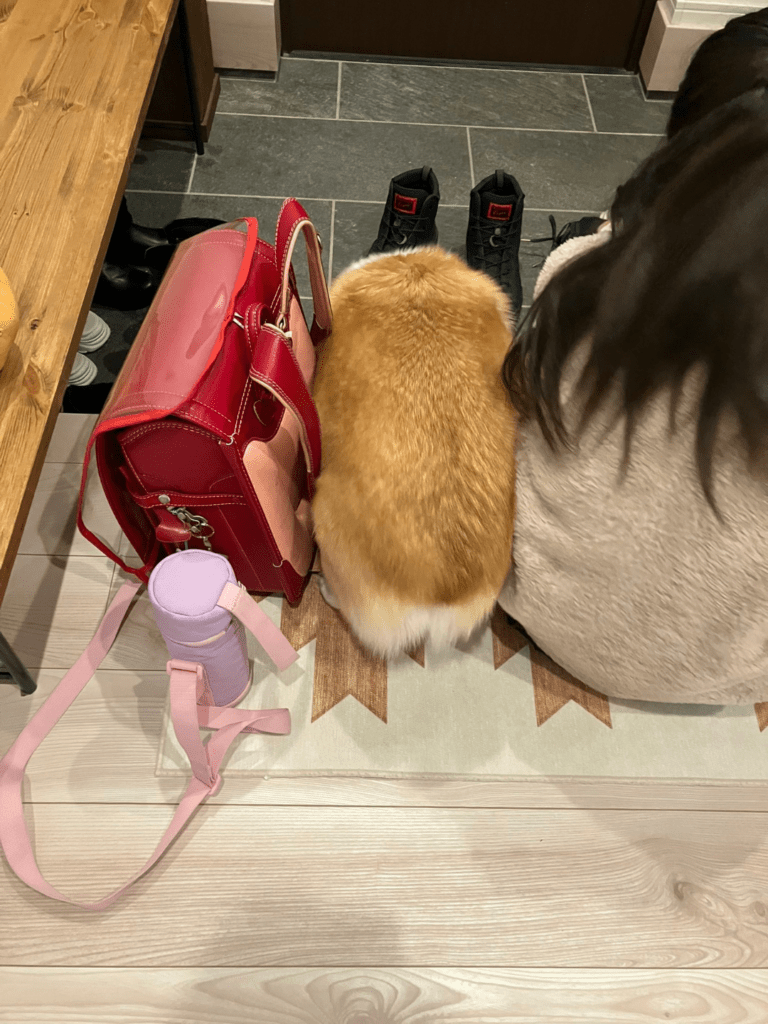 紛れ込んでいるコーギ（@kogi_musuさんより提供）