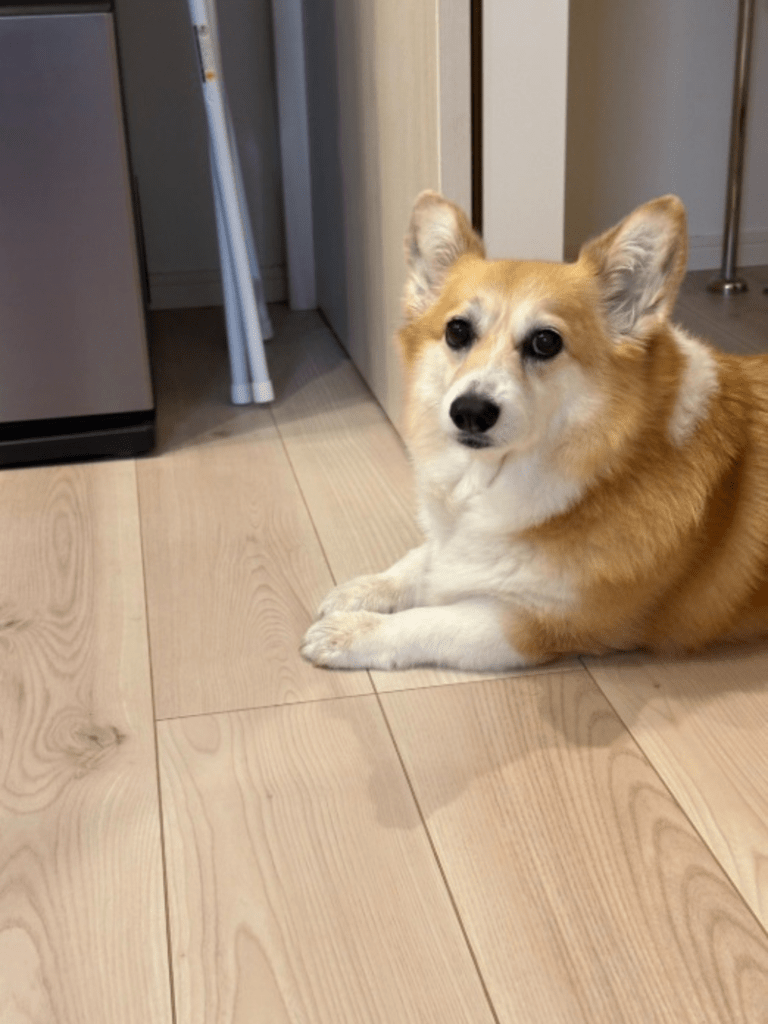 普段の様子①（@kogi_musuさんより提供）