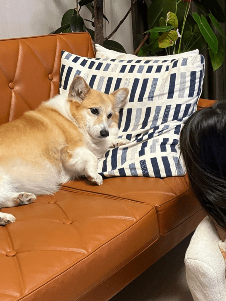 普段の様子②（@kogi_musuさんより提供）