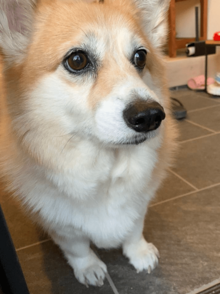 普段の様子④（@kogi_musuさんより提供）