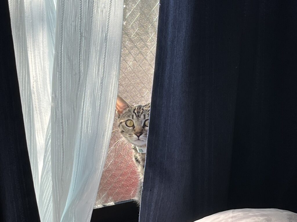 カーテンの隙間から…（@haru_to_gebokuさんより提供）