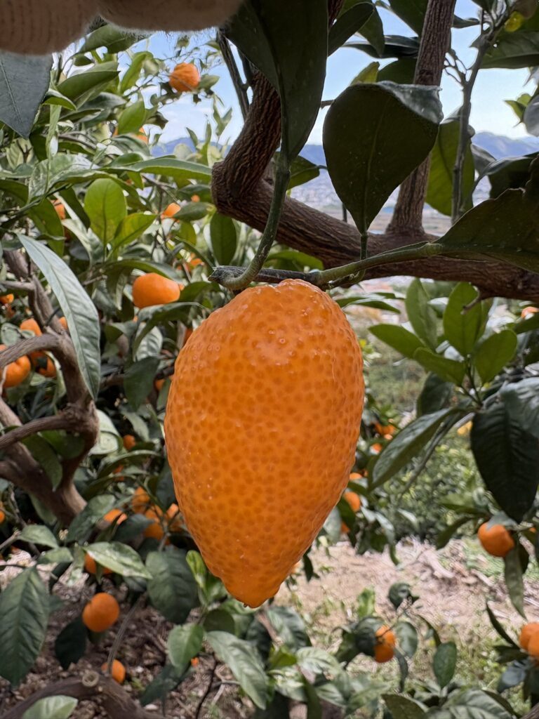 温州みかんの奇形果（＠Orangeeeen2さんより提供）