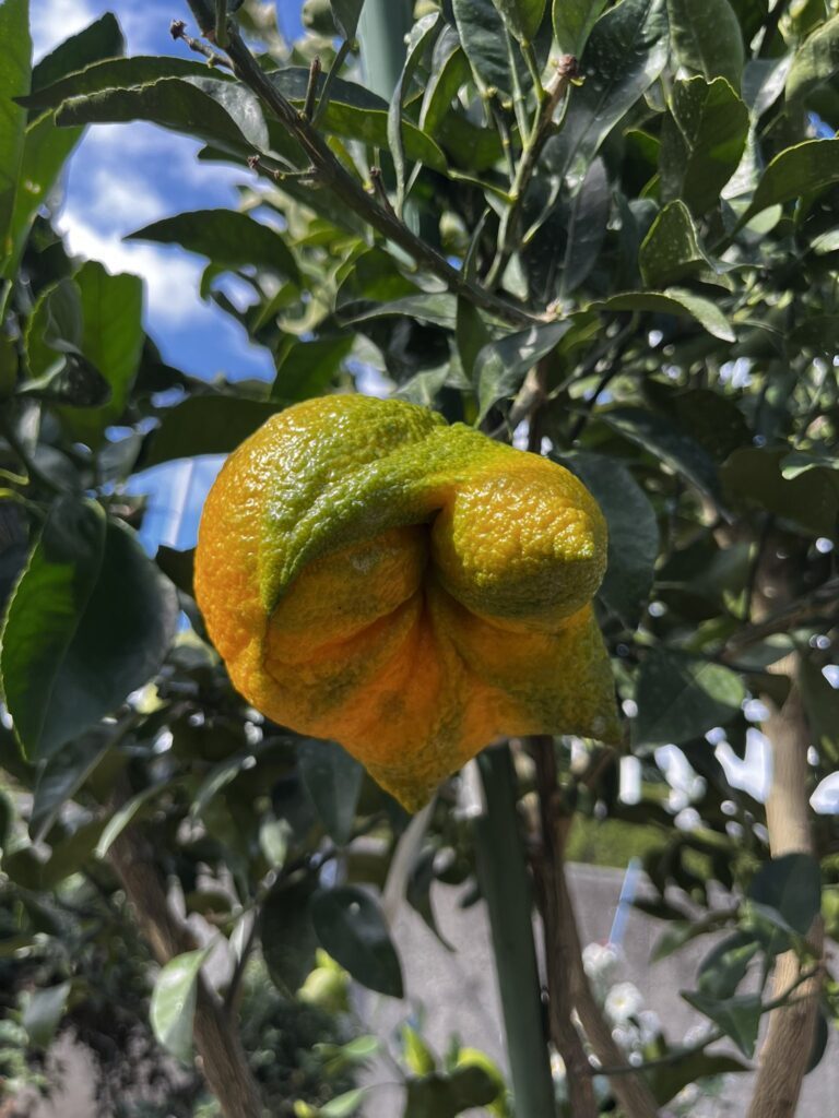 不知火・その他の奇形果（＠Orangeeeen2さんより提供）