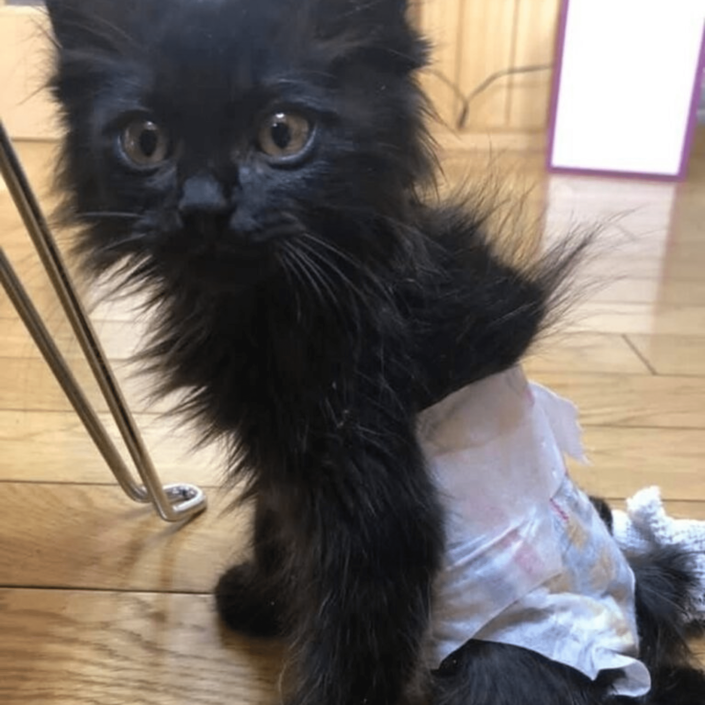 道端に捨てられた下半身不随の子猫を保護。6年後、現在の姿に「幸せになって」「良くぞここまで」「涙が出ます…」