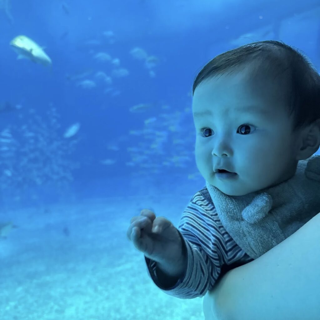 魚を見る様子（＠chokiririsanさんより提供）