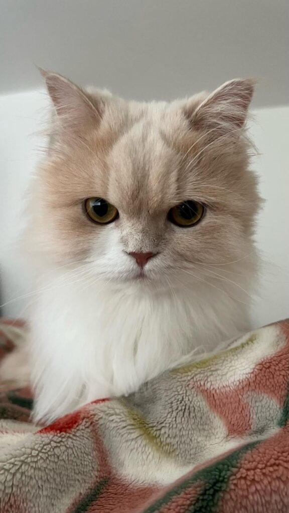 【実際の写真】愛猫の様子