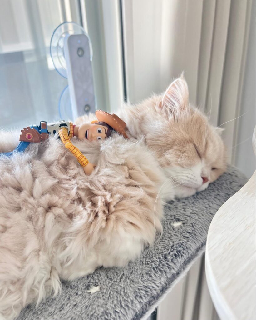 普段の様子②（＠biju0703さんより提供）