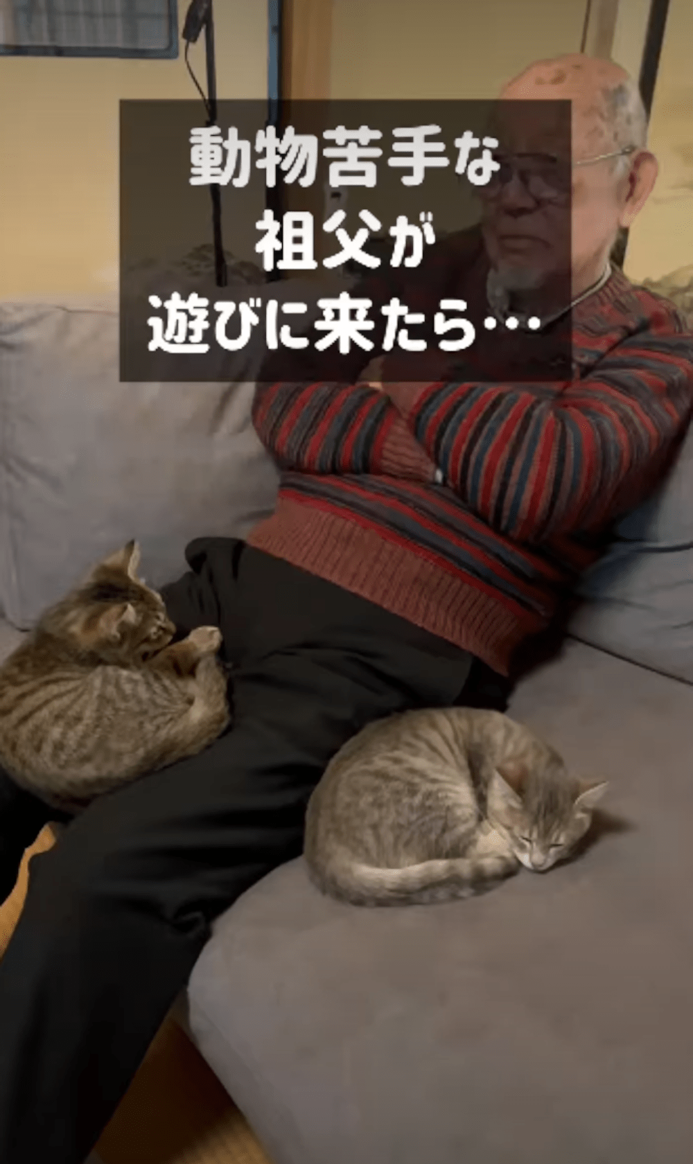 飼ったことがなくて動物が苦手なじいじ　しかし、よく見てみると…「不思議ですよね」「おじいちゃんも驚き」