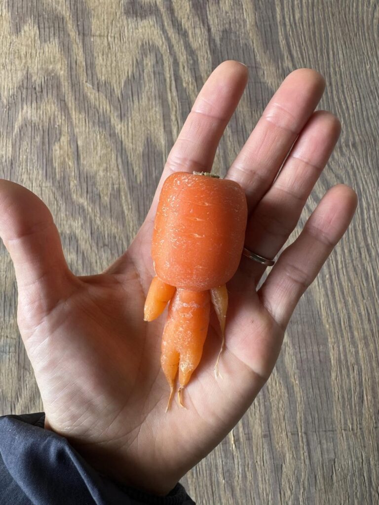 人の形をした人参（＠oikawa.farmさんより提供）