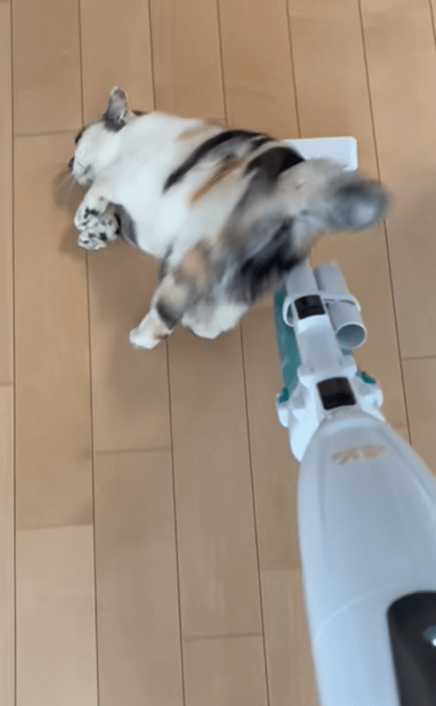 掃除機が大好きなみけちゃん②（＠mikenekono.mikeさんより提供）