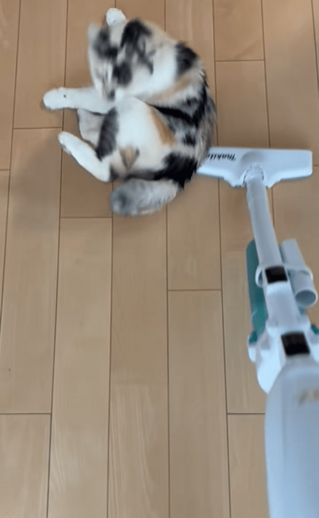 掃除機が大好きなみけちゃん③（＠mikenekono.mikeさんより提供）