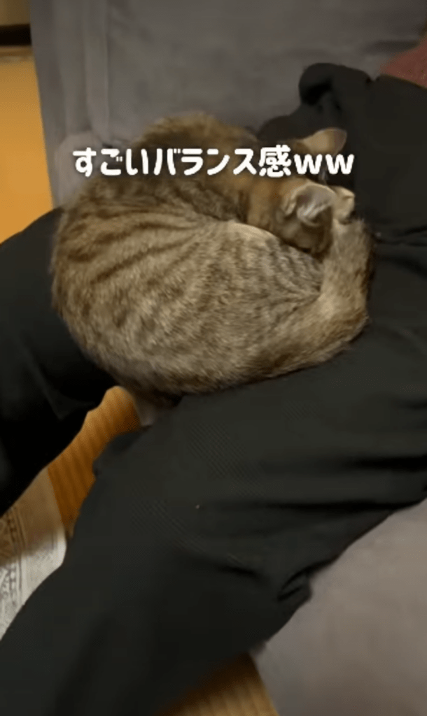 膝の上で眠っている様子（＠marcoginaguitarさんより提供）