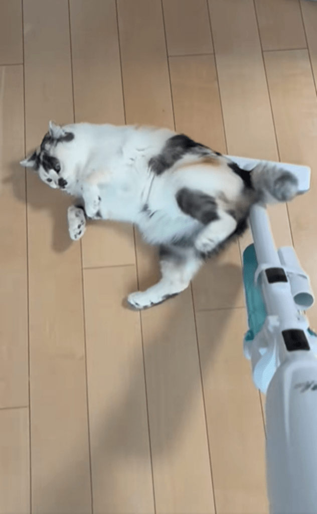 掃除機が大好きなみけちゃん④（＠mikenekono.mikeさんより提供）