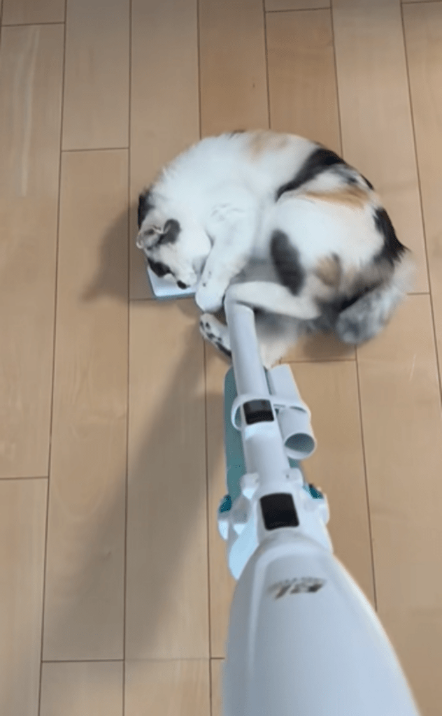 掃除機が大好きなみけちゃん⑤（＠mikenekono.mikeさんより提供）