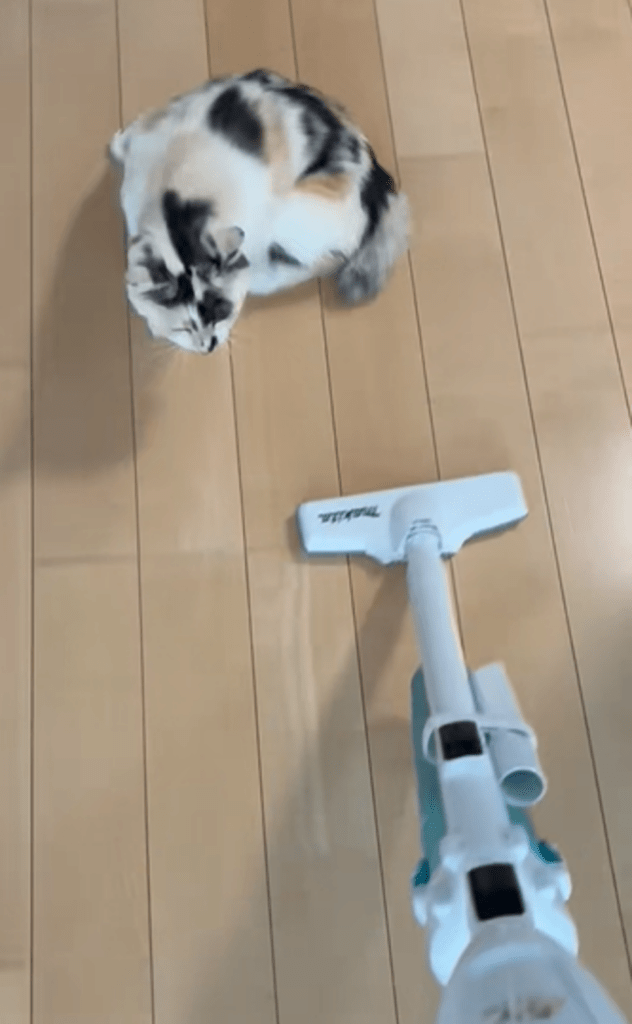 掃除機が大好きなみけちゃん⑥（＠mikenekono.mikeさんより提供）