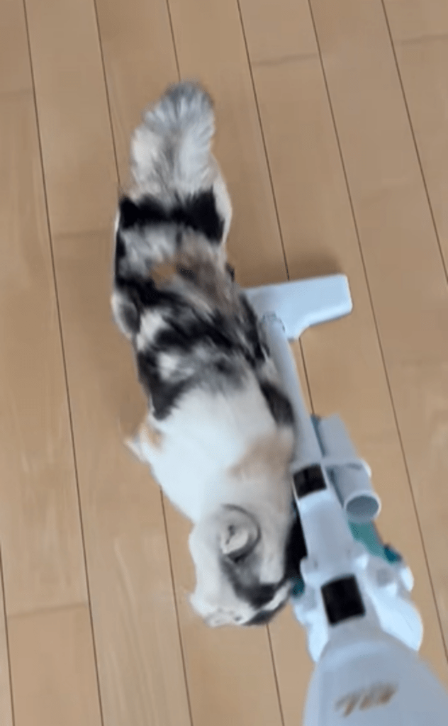 掃除機が大好きなみけちゃん⑦（＠mikenekono.mikeさんより提供）