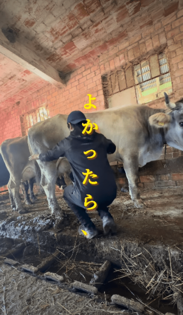 チーズづくりの様子⑧（＠cheese.rikuさんより提供）