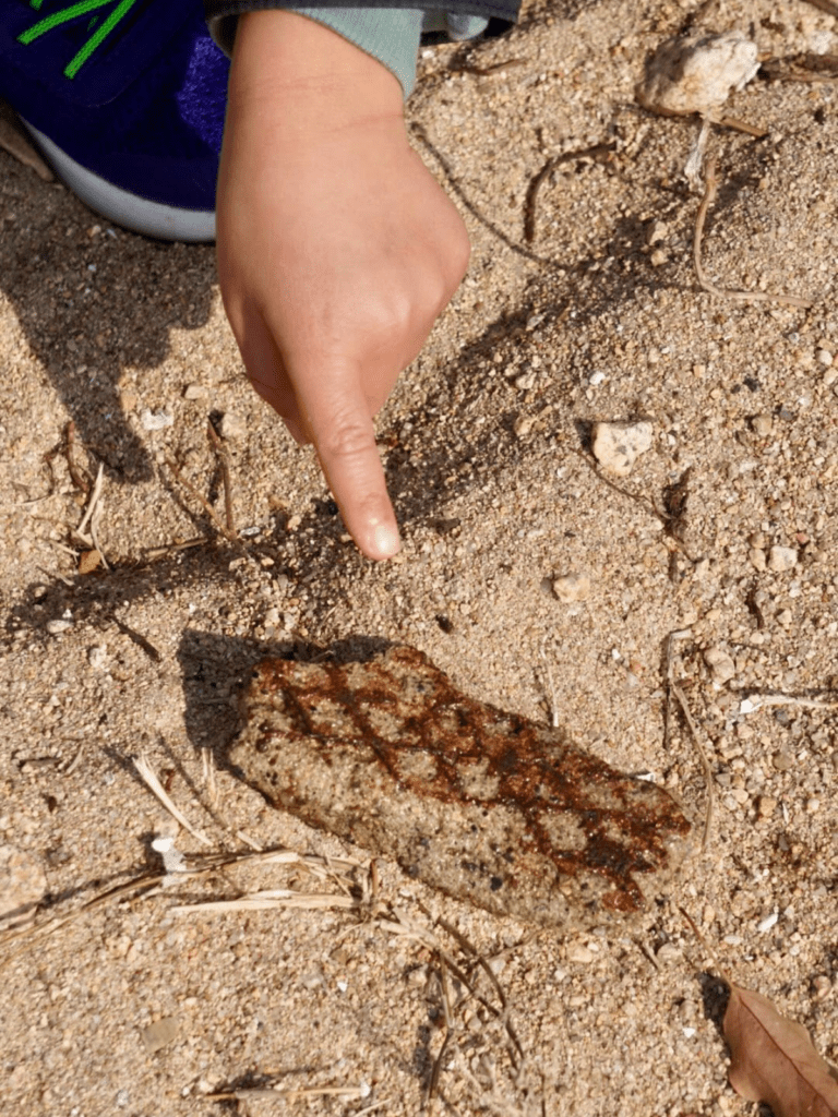 息子さんが見つけたのは…（@sato298さんより提供）