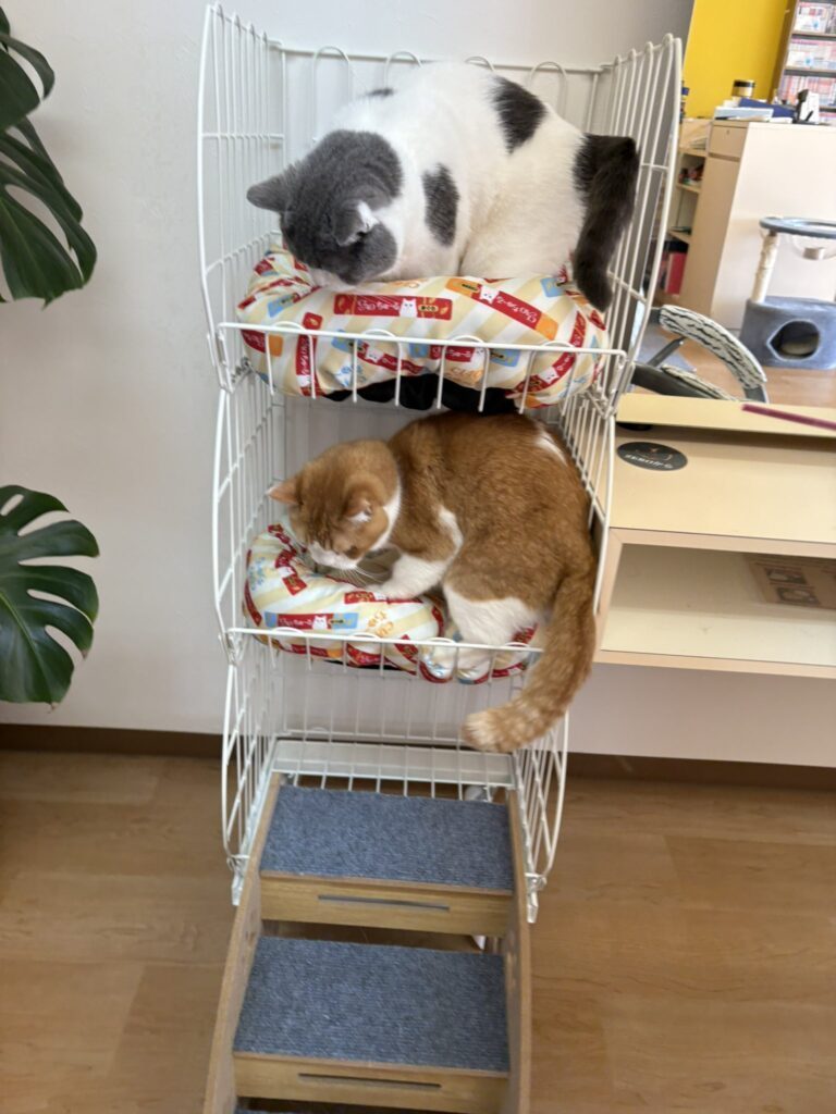 キャットタワーとして活用（＠kazu9193さんより提供）