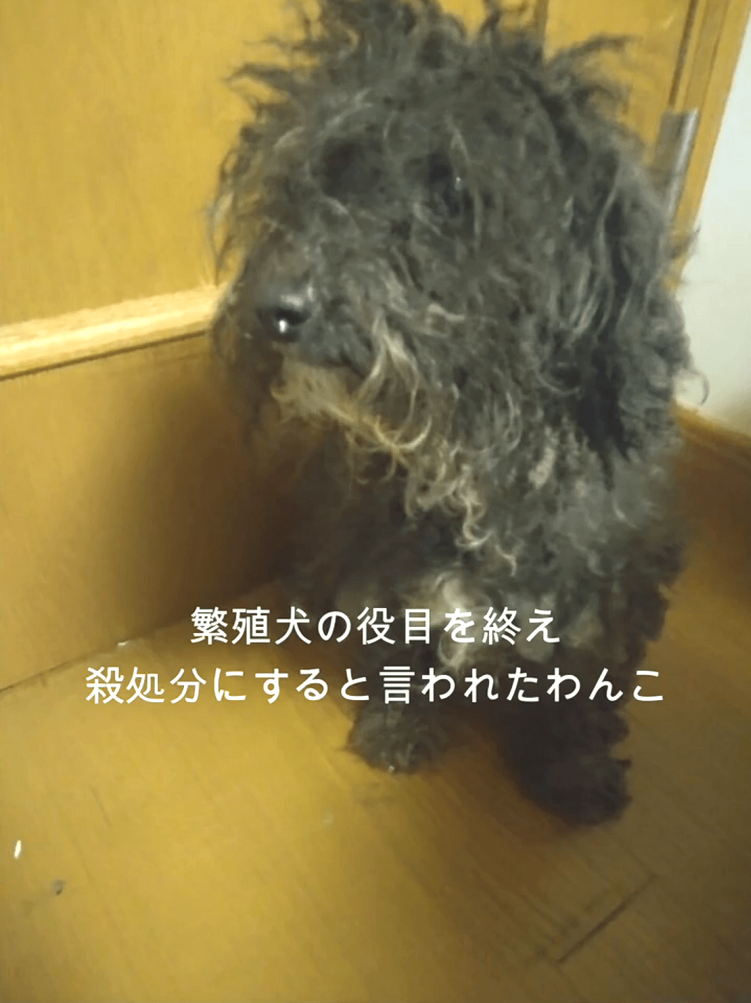 殺処分ギリギリ、毛玉だらけの繁殖犬を保護。新しい家族に迎えられた結果…現在の姿に「涙が出ます」「幸せになって」