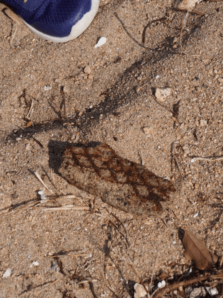 海辺のハンバーグのような石（@sato298さんより提供）