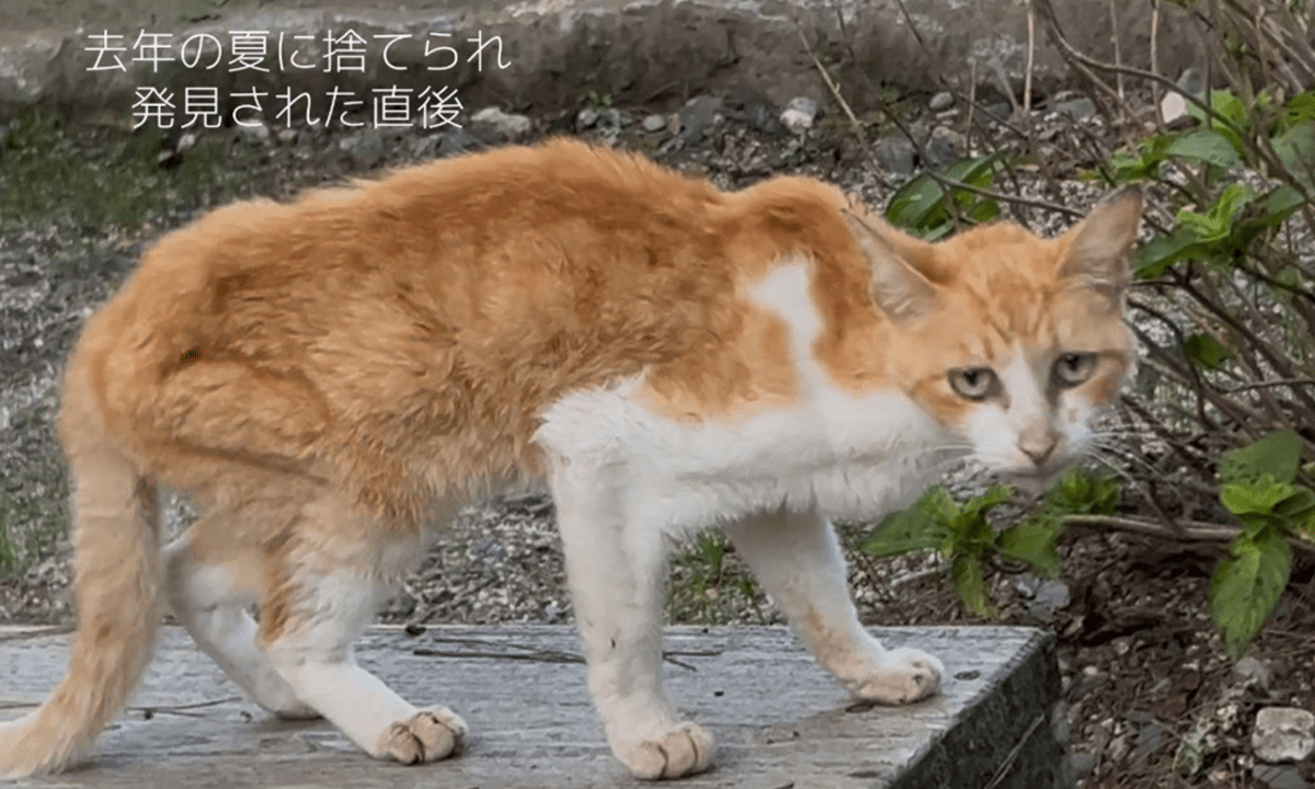 山に捨てられ、骨が浮くまで痩せた猫。しかし保護から約半年、現在の姿に…「幸せが滲み出てる」「幸せにね」「大家さんも素敵」