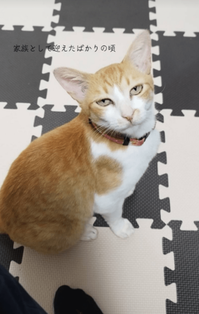 【実際の写真】6ヶ月後の姿