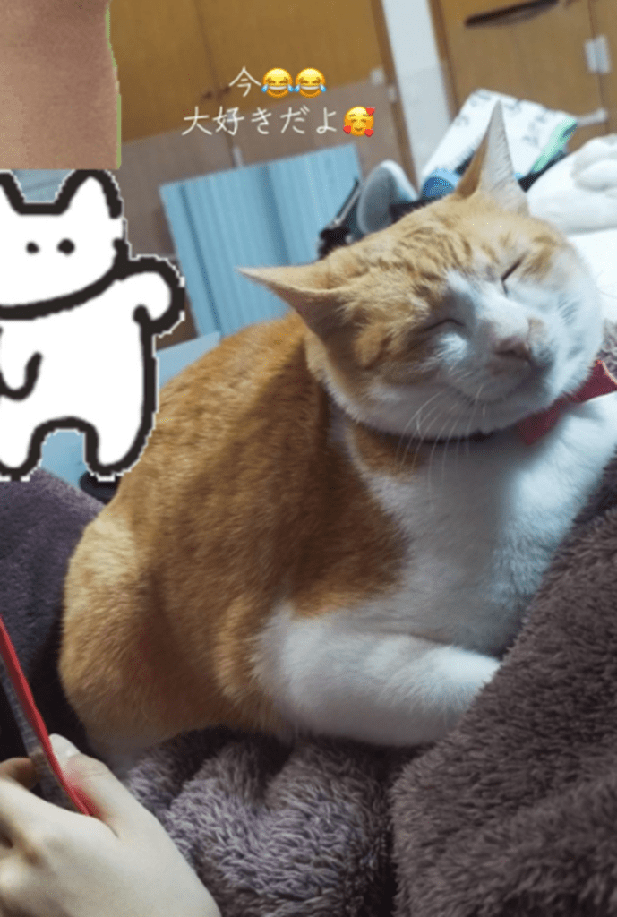 現在のこむぎちゃん（@kyo_haku67さんより提供）