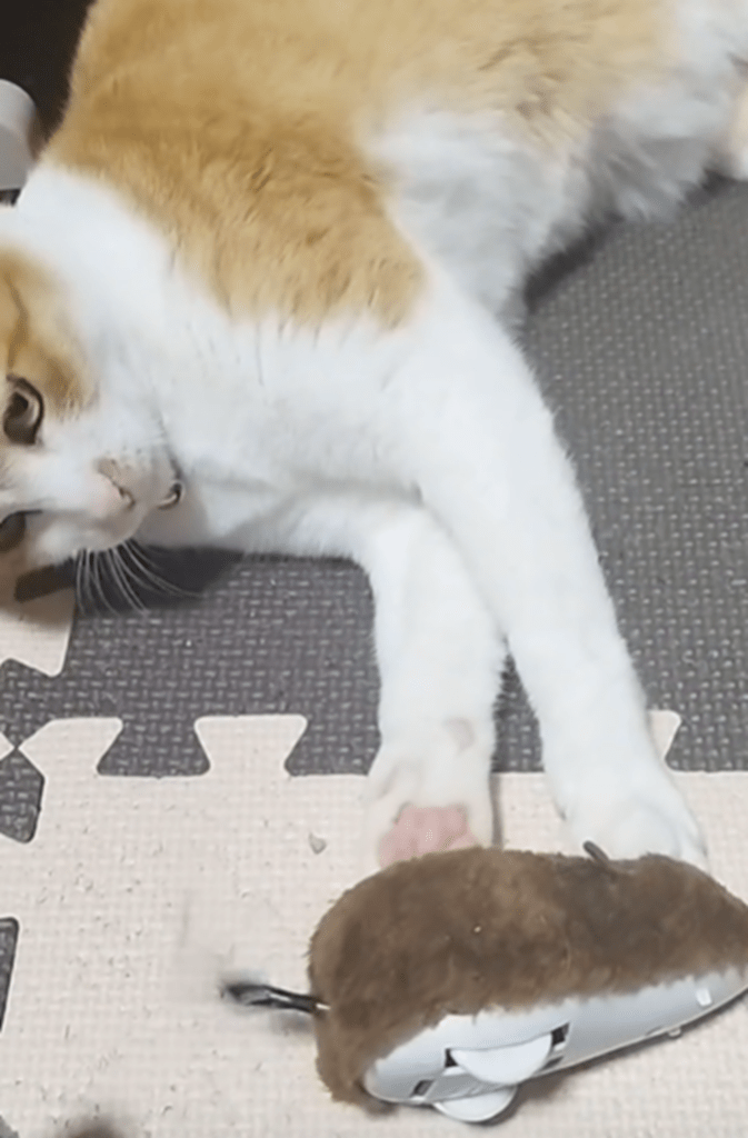 ねずみのおもちゃに戸惑うこむぎちゃん②（@kyo_haku67さんより提供）